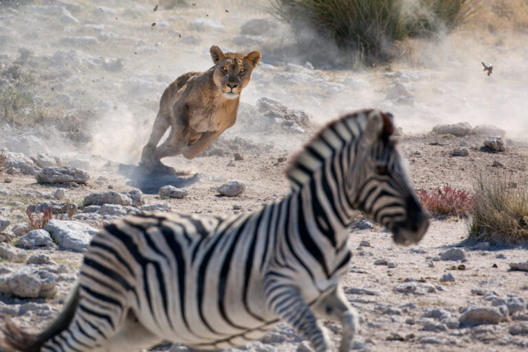 Read more about the article What Predators Want — And How We Train You Not to Give It to Them 